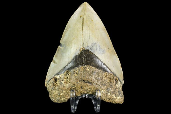 Fossil Megalodon Tooth - North Carolina #109545